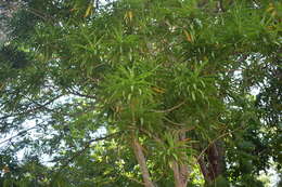 Слика од Dracaena angustifolia (Medik.) Roxb.