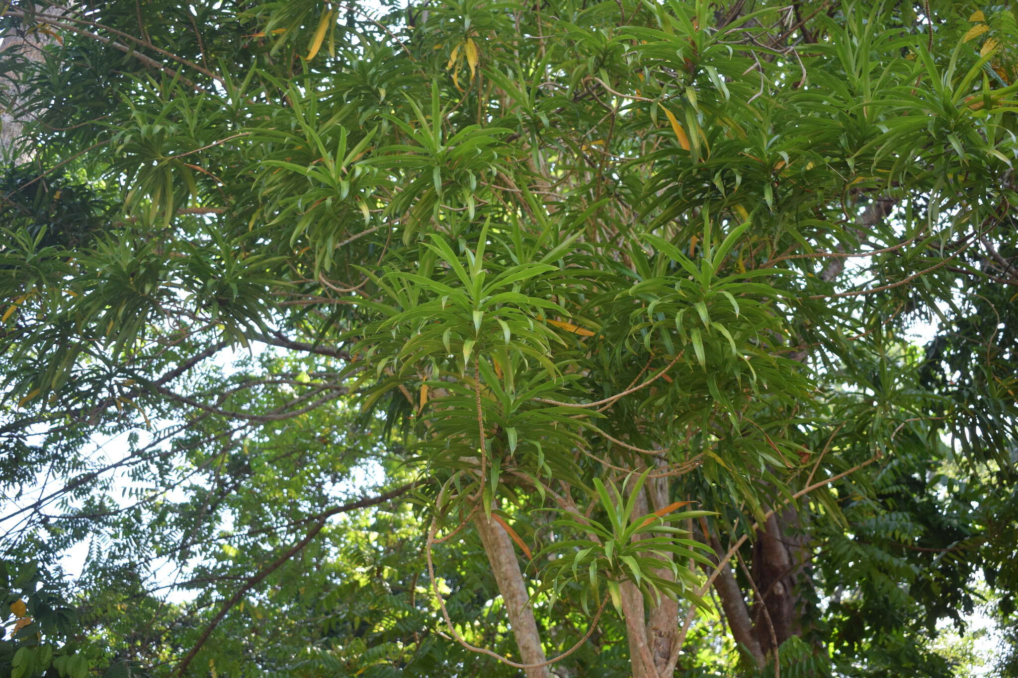 Слика од Dracaena angustifolia (Medik.) Roxb.