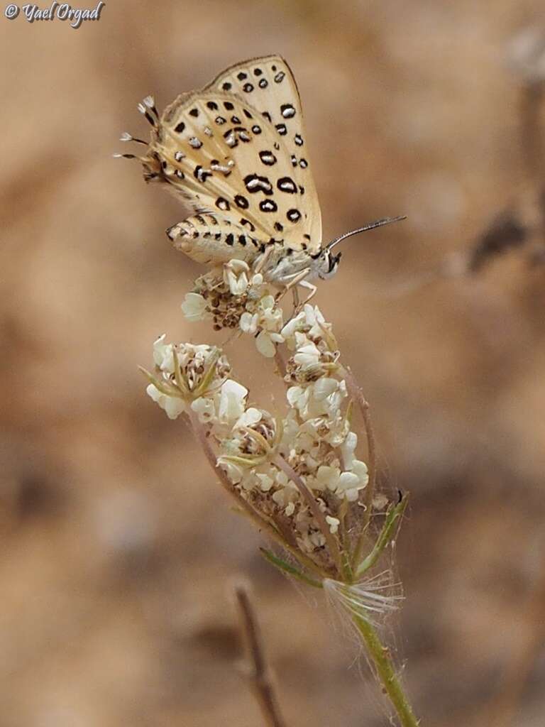 Image of Apharitis cilissa (Lederer 1861)