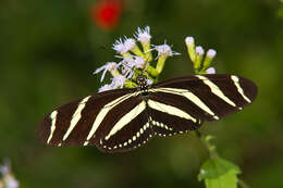 Image of Zebra Longwing