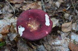 Image de Russula badia Quél. 1881