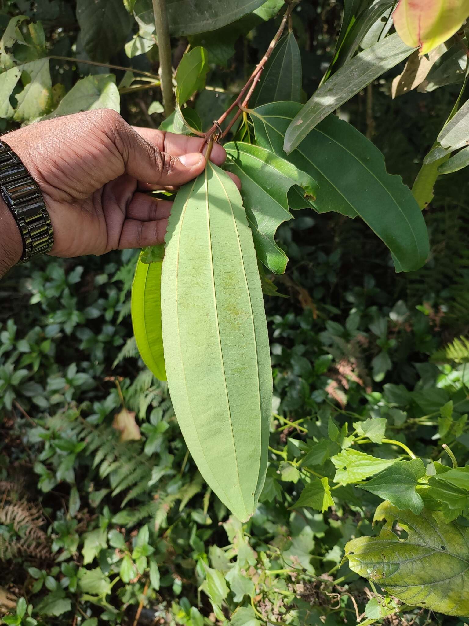 Imagem de Cinnamomum malabatrum (Burm. fil.) Presl