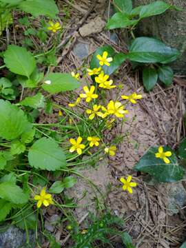 صورة Ranunculus ternatus C. P. Thunberg ex A. Murray