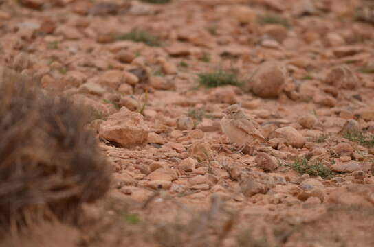 Image of Bar-tailed Desert Lark