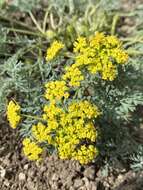 Imagem de Lomatium donnellii (Coult. & Rose) Coult. & Rose