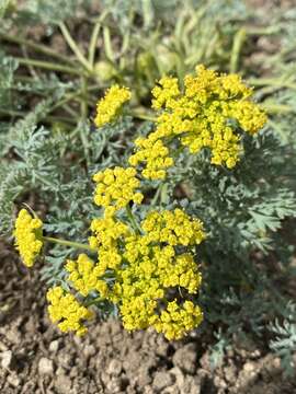 Plancia ëd Lomatium donnellii (Coult. & Rose) Coult. & Rose