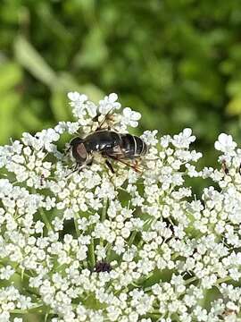 Image of Eristalis saxorum Wiedemann 1830