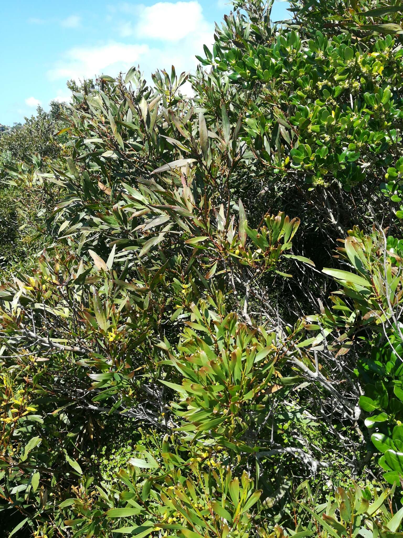 Imagem de Acacia longifolia subsp. sophorae (Labill.) Court