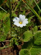 Image of Monsonia attenuata Harv. & Sond.