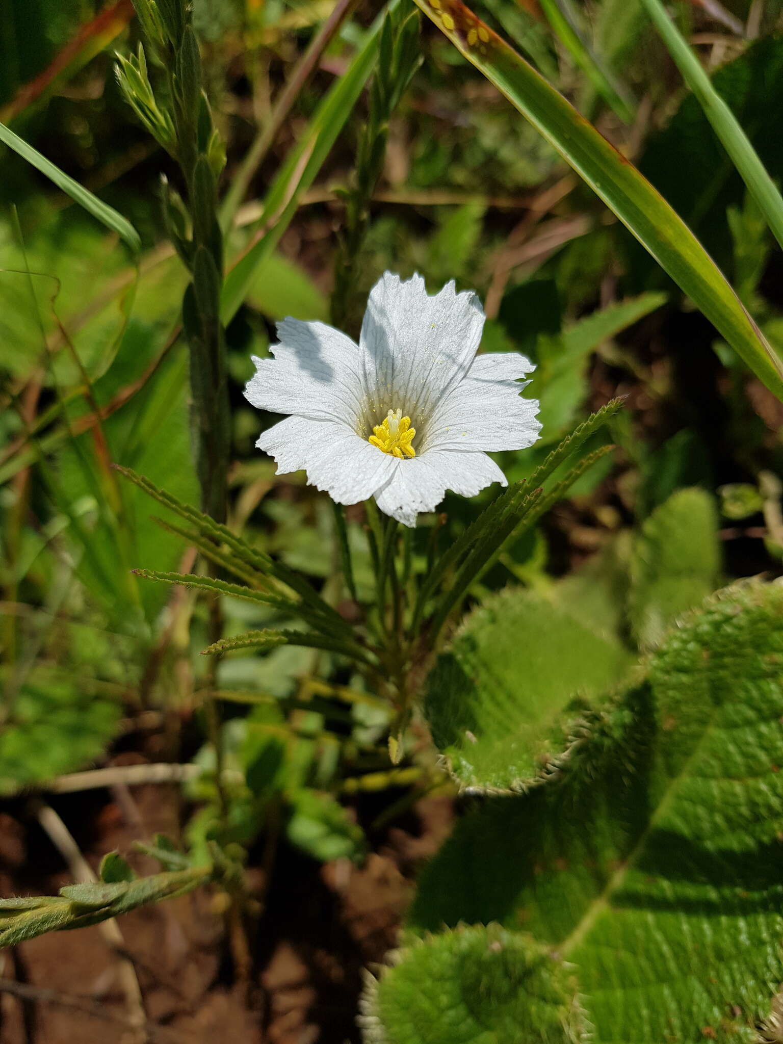 Image of Monsonia attenuata Harv. & Sond.