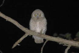 Image of Pallid Scops Owl