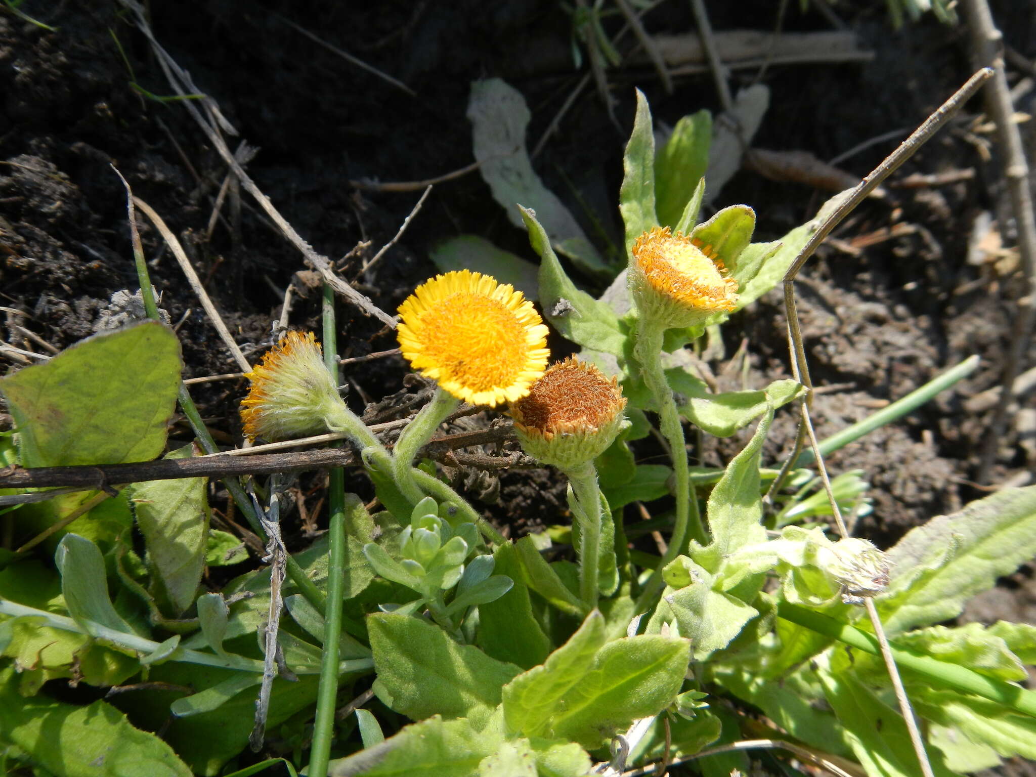 Imagem de Pulicaria scabra (Thunb.) Druce