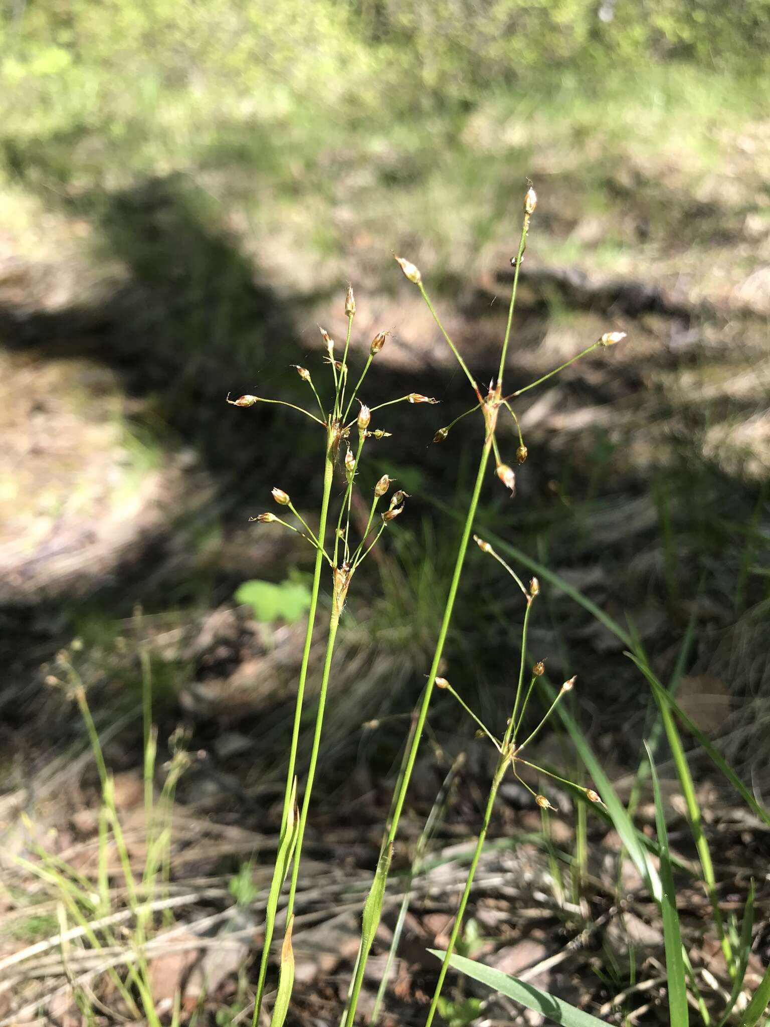 Image of Rufous Wood-Rush