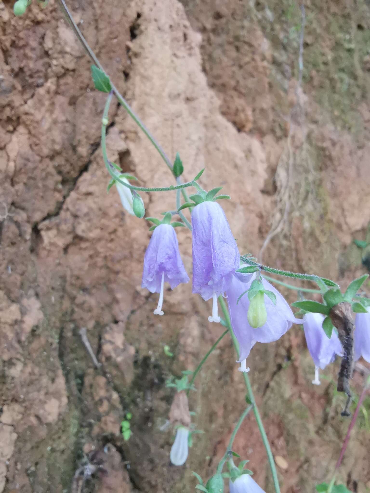 Image of Adenophora petiolata subsp. hunanensis (Nannf.) D. Y. Hong & S. Ge