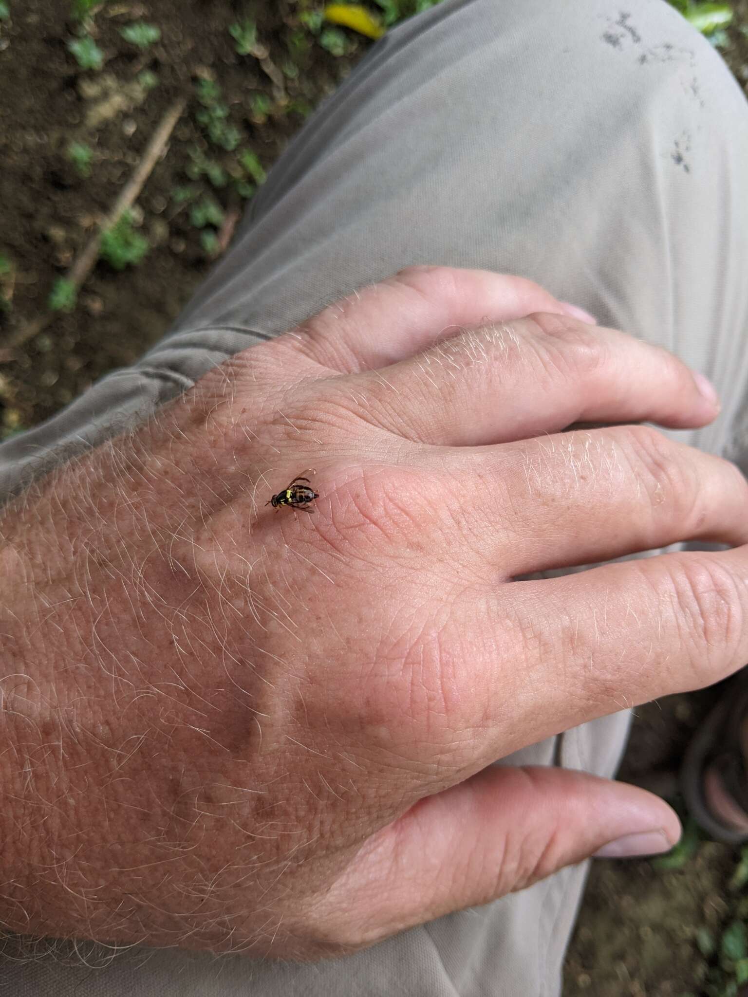 Image of Bactrocera frauenfeldi (Schiner 1868)