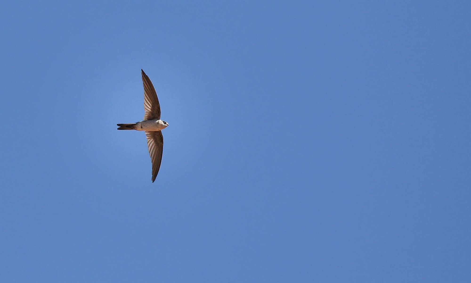 Image of Andean Swift