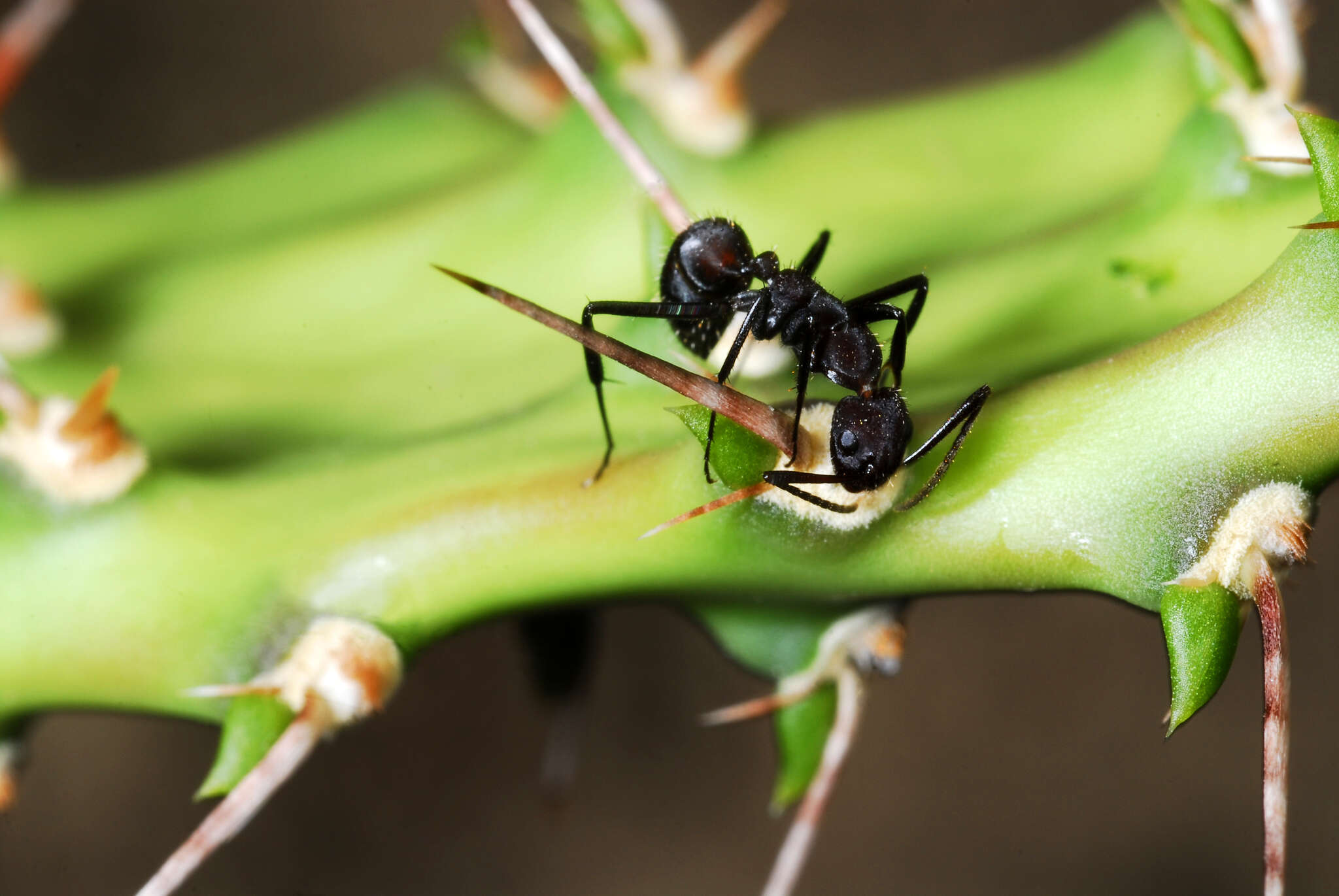 Plancia ëd Camponotus leydigi Forel 1886