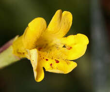 Image of primrose monkeyflower