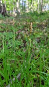 Image of pretty sedge