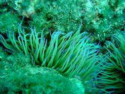 Image of Snakelocks anemone