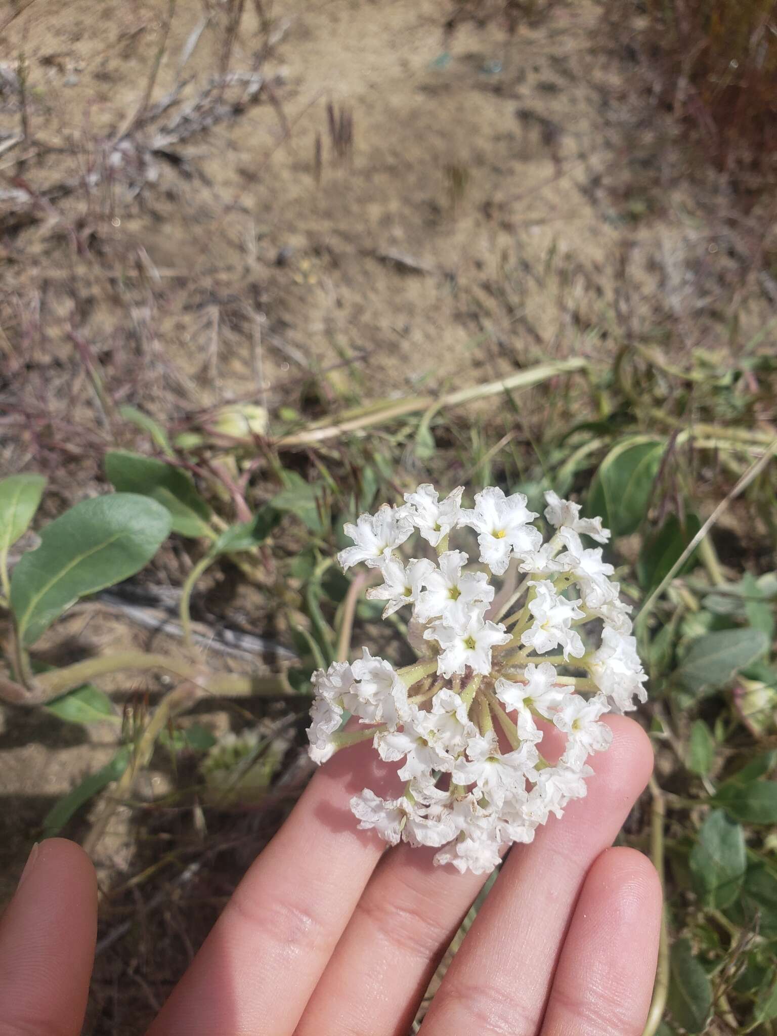 Image of white sand verbena