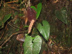 Image of Anthurium caramantae Engl.