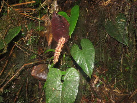 Image of Anthurium caramantae Engl.