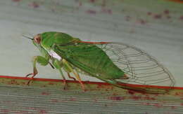 Image of April green cicada