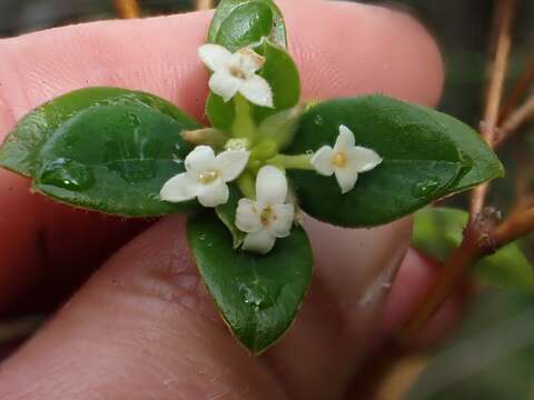 صورة Pimelea latifolia R. Br.