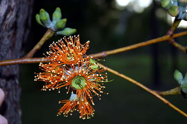 Image of Eucalyptus miniata A. Cunn. ex Schau.