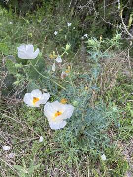 Image of Texas pricklypoppy