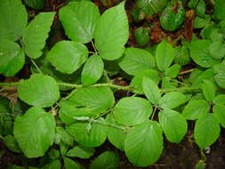 Image of Rubus angloserpens E. S. Edees & A. Newton