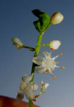 Image of Cwebe asparagus fern