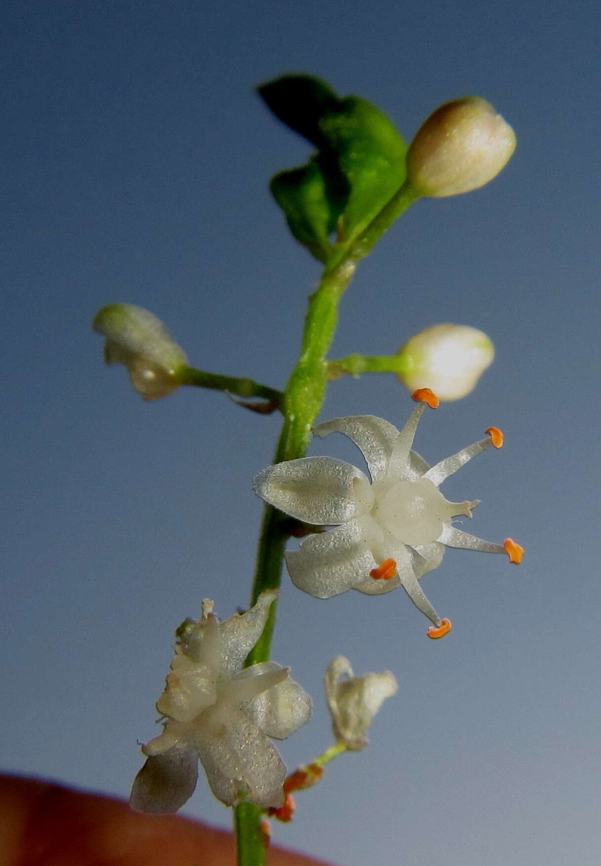 Image de Asparagus densiflorus (Kunth) Jessop