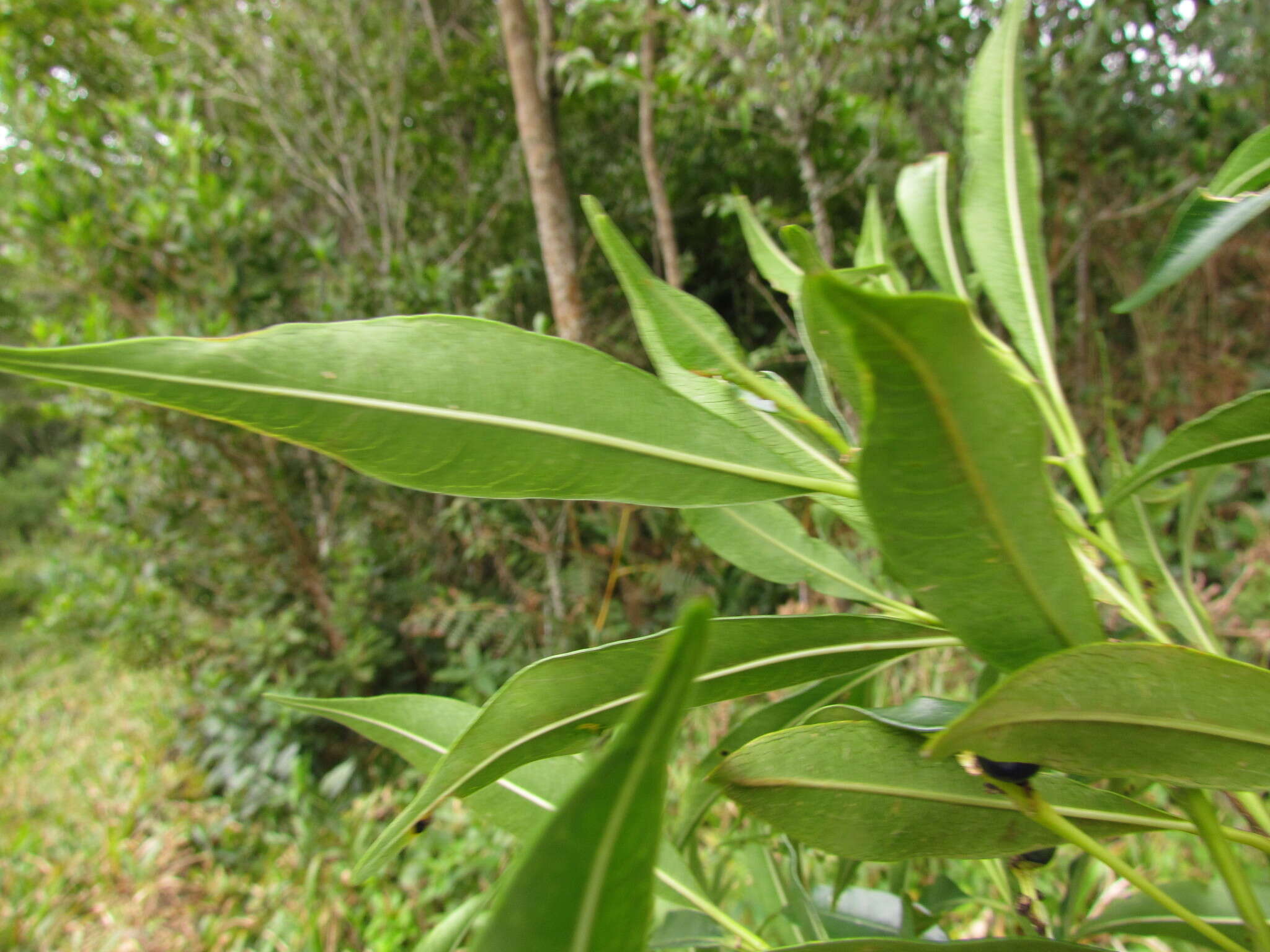 Image of Palicourea sessilis (Vell.) C. M. Taylor