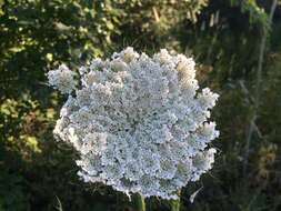 Image of Queen Anne's lace