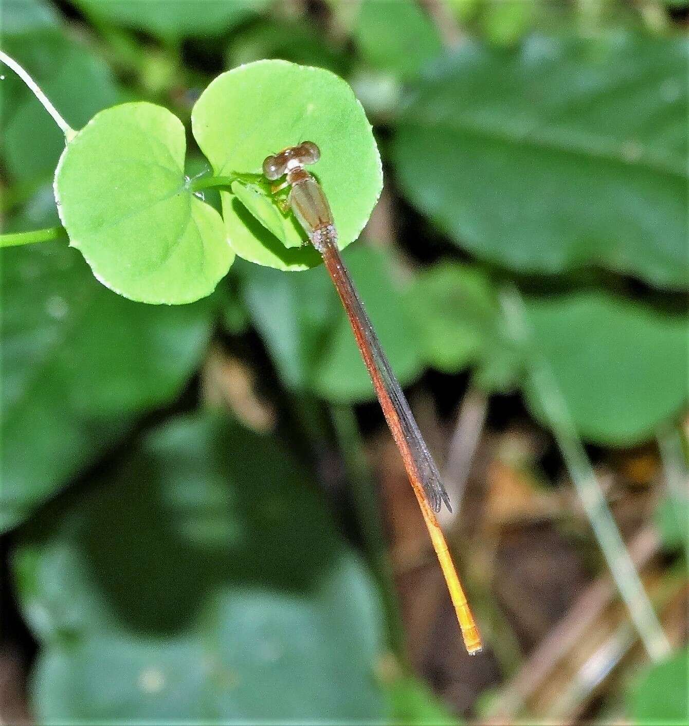 Drymaria cordata subsp. diandra (Bl.) J. A. Duke resmi