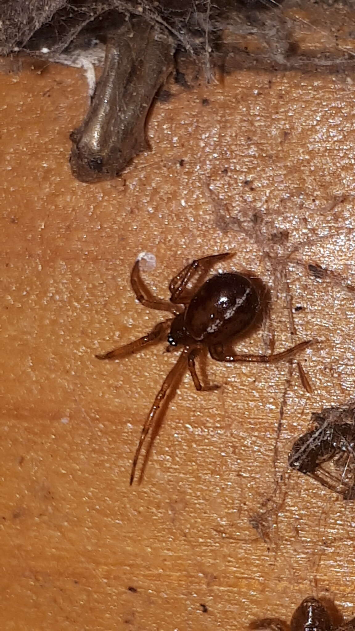 Image of False widow