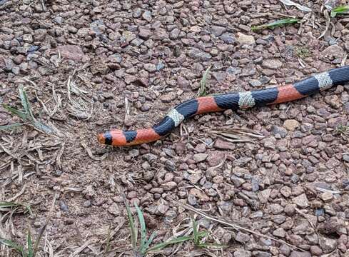 Image of Aesculapian False Coral Snake