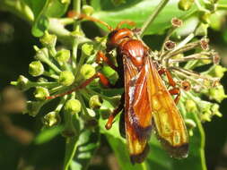 صورة Hemipepsis mauritanica (Linnaeus 1767)