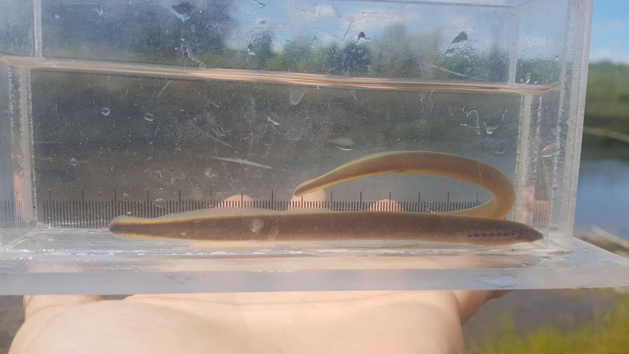 Image of Northern brook lamprey