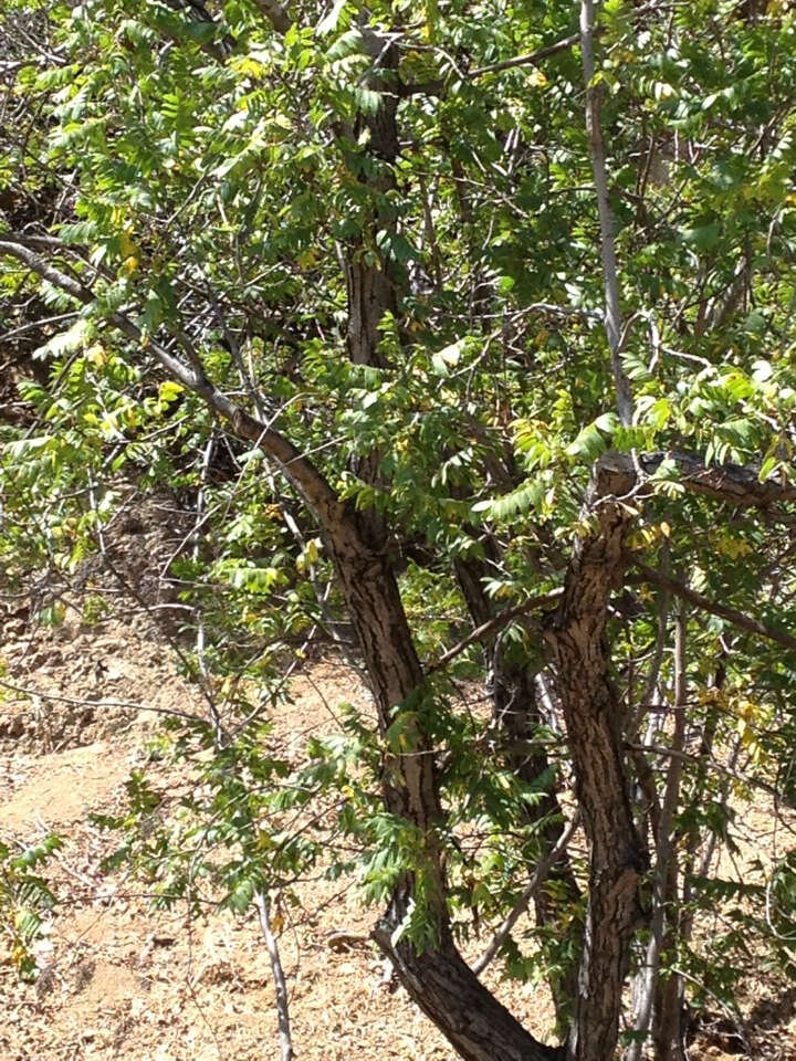 Image de Juglans californica S. Wats.