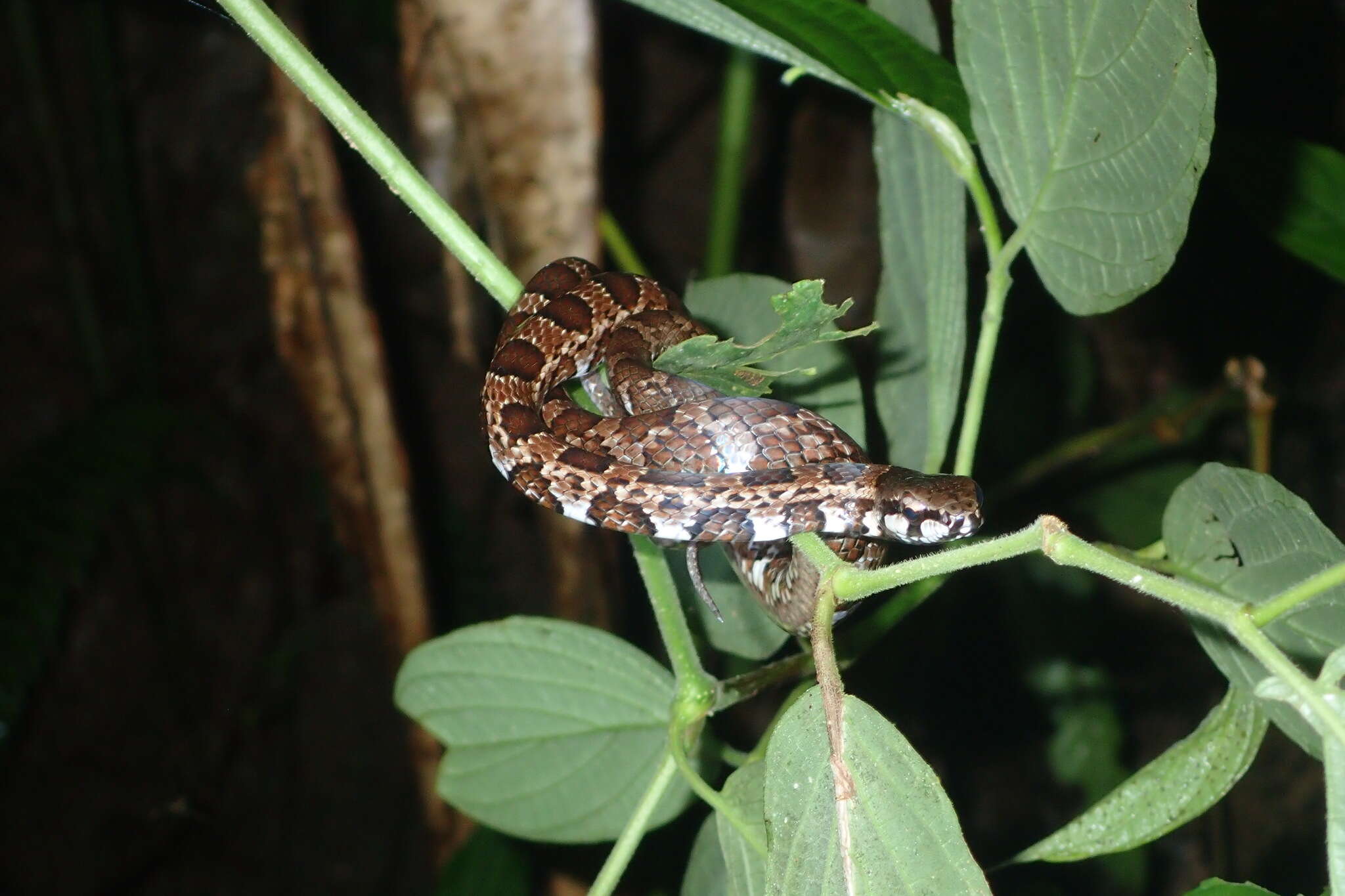 Plancia ëd Mastigodryas pulchriceps (Cope 1868)