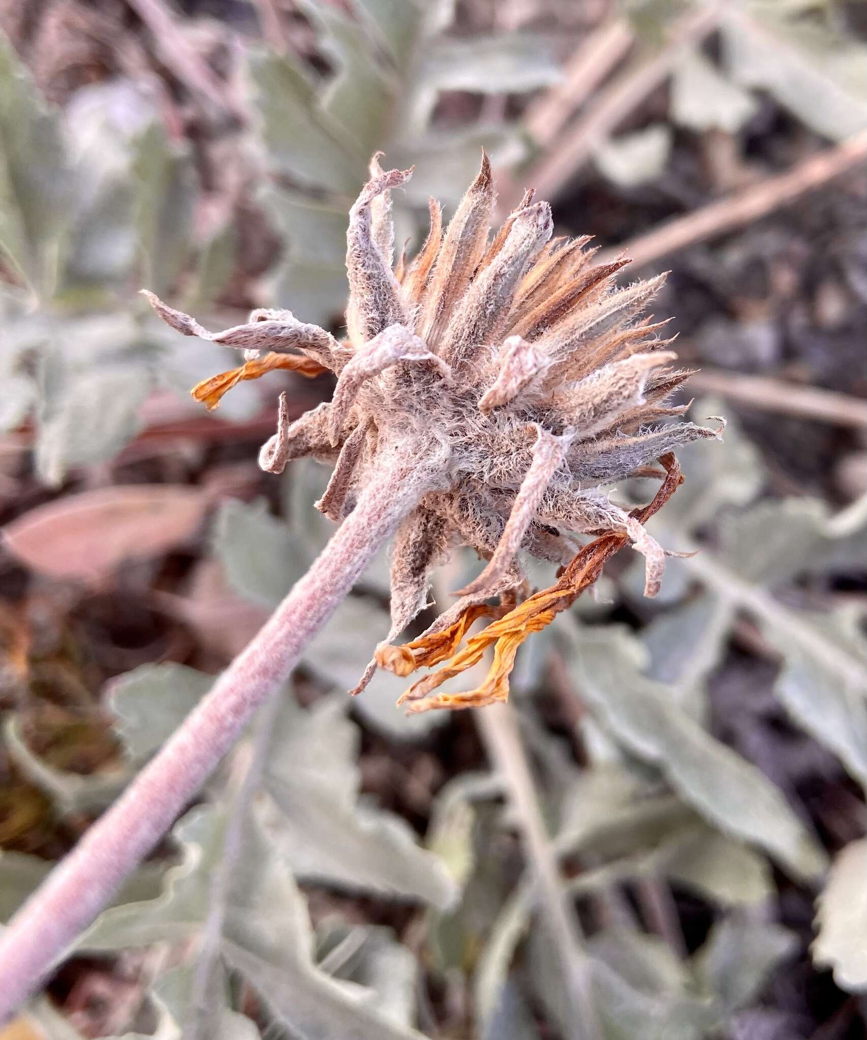 Imagem de Balsamorhiza incana Nutt.