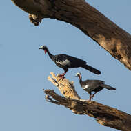 Image of Red-throated Piping Guan