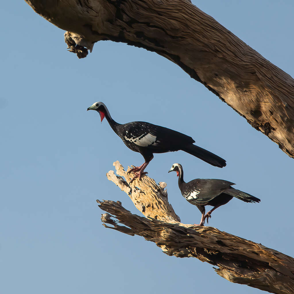 Image of Red-throated Piping Guan