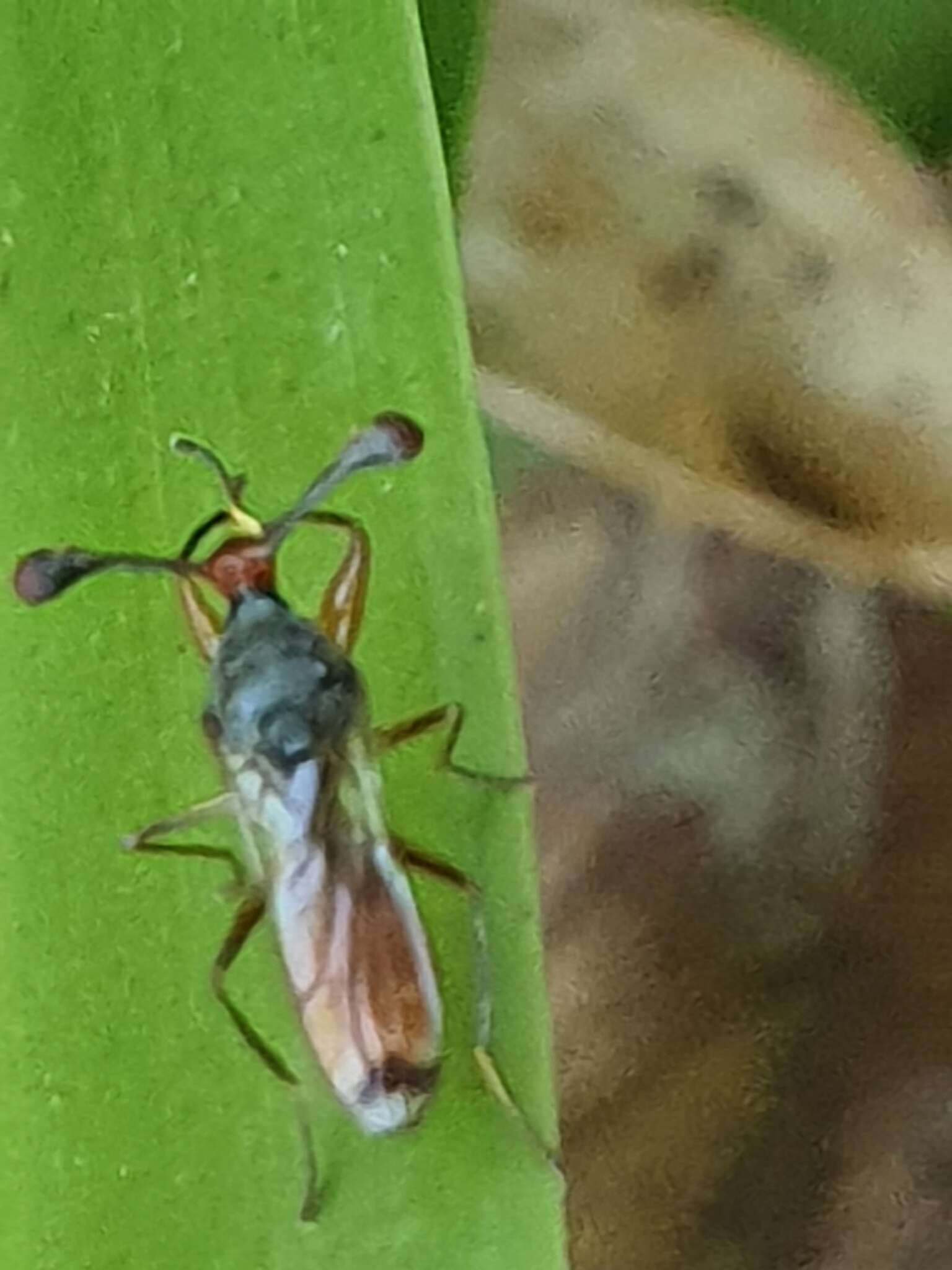 Image de Diopsis erythrocephala Westwood 1837