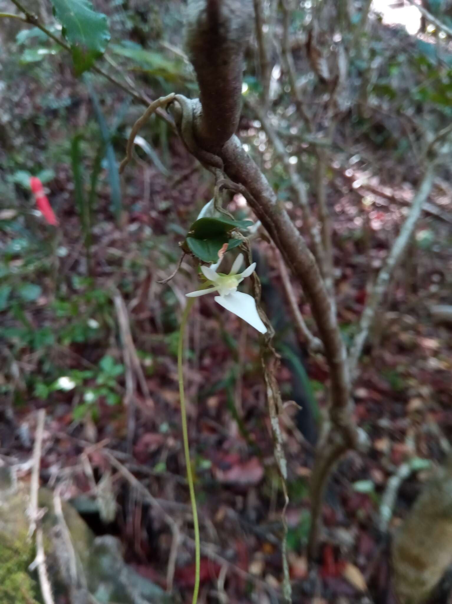 Imagem de Neobathiea grandidierana (Rchb. fil.) Garay