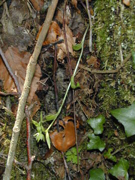 Image of Epipactis fageticola (C. E. Hermos.) Devillers-Tersch. & Devillers