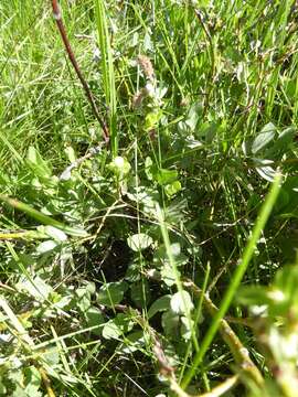 Image of mountain willow